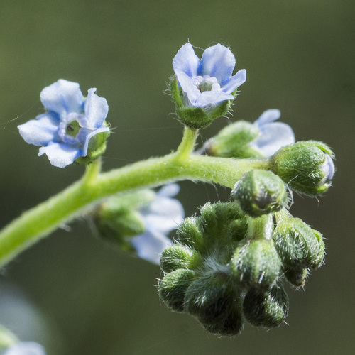 Cynoglossum furcatum iNat (3)