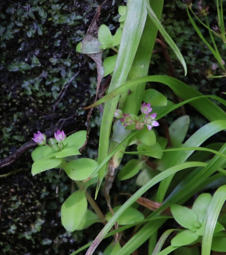 Crassula pellucida