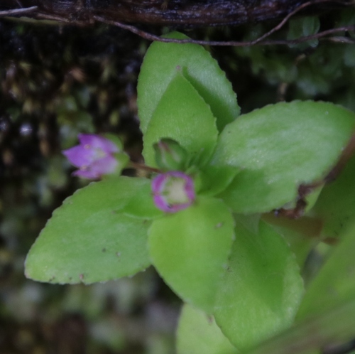 Crassula pellucida