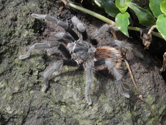 Dugesiella anitahoffmannae