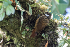 Pseudocolaptes boissonneautii