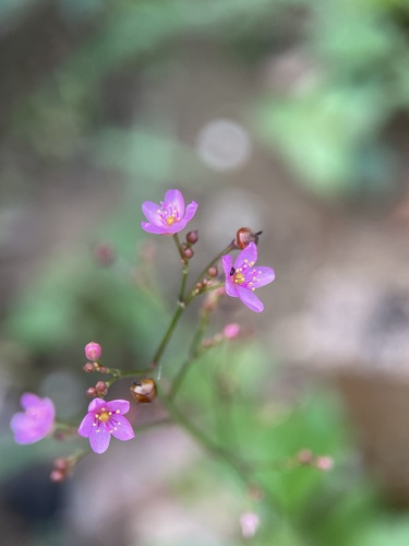 Jewels of Opar