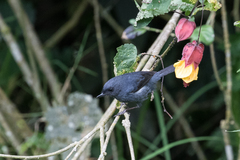 Diglossa albilatera