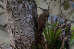 Xiphocolaptes promeropirhynchus