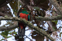 Pharomachrus auriceps