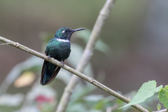 Schistes albogularis