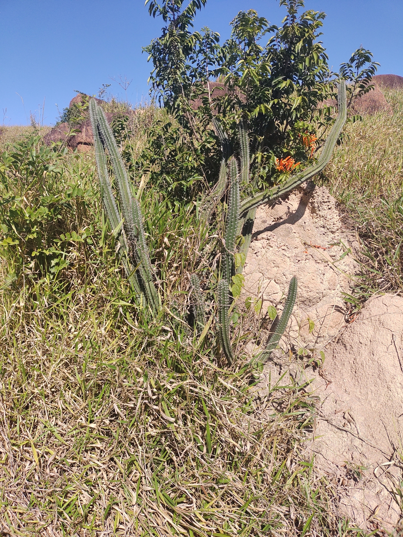 Praecereus euchlorus