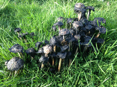 Coprinus comatus