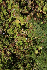 Crassula pellucida pellucida