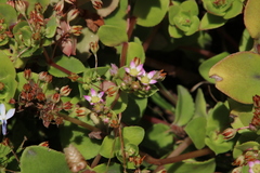 Crassula pellucida pellucida