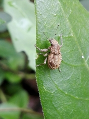 Pantomorus postfasciatus