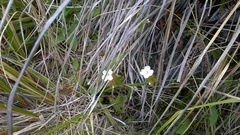 Epilobium chlorifolium