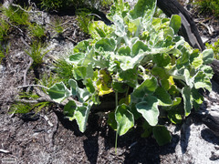 Senecio verbascifolius