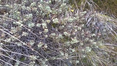 Veronica pinguifolia