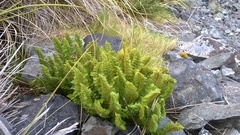 Polystichum cystostegium