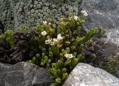 Veronica tetrasticha