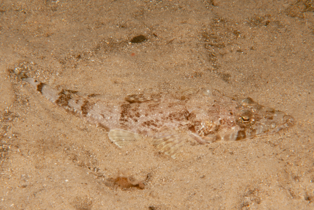 Mud flathead (Ambiserrula jugosa) — Platycephalidae