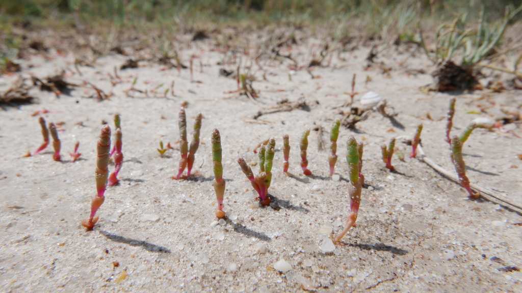 Microcnemum coralloides
