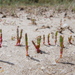 Microcnemum coralloides - Photo (c) Jorge Calvo Yuste, algunos derechos reservados (CC BY-NC), subido por Jorge Calvo Yuste