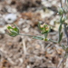 Grey Hare's-Ear - Photo (c) Jorge Calvo Yuste, some rights reserved (CC BY-NC), uploaded by Jorge Calvo Yuste