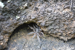 Dugesiella anitahoffmannae