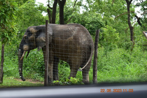 Forest Elephant