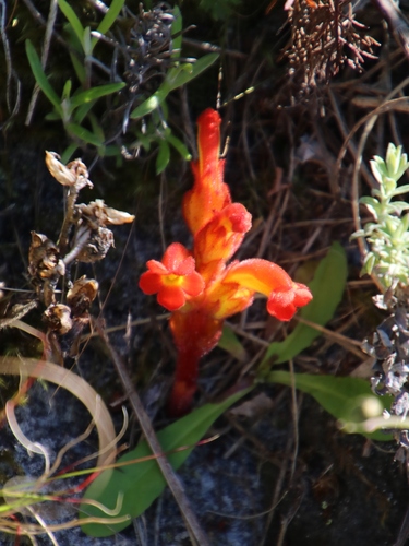 Image of Harveya bolusii by (c) Tony Rebelo, some rights reserved (CC BY-SA)