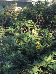 Helianthus debilis image