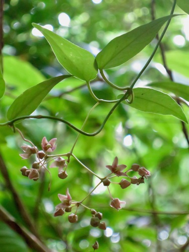 Tylophora japonica iNat (1)