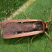 Ochropleura leucogaster - Photo 由 Paolo Mazzei 所上傳的 (c) Paolo Mazzei，保留部份權利CC BY-NC