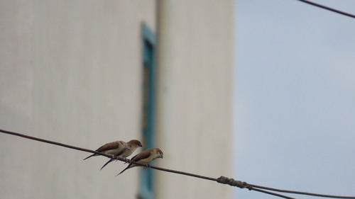 Indian Silverbill (Euodice malabarica), photo 9