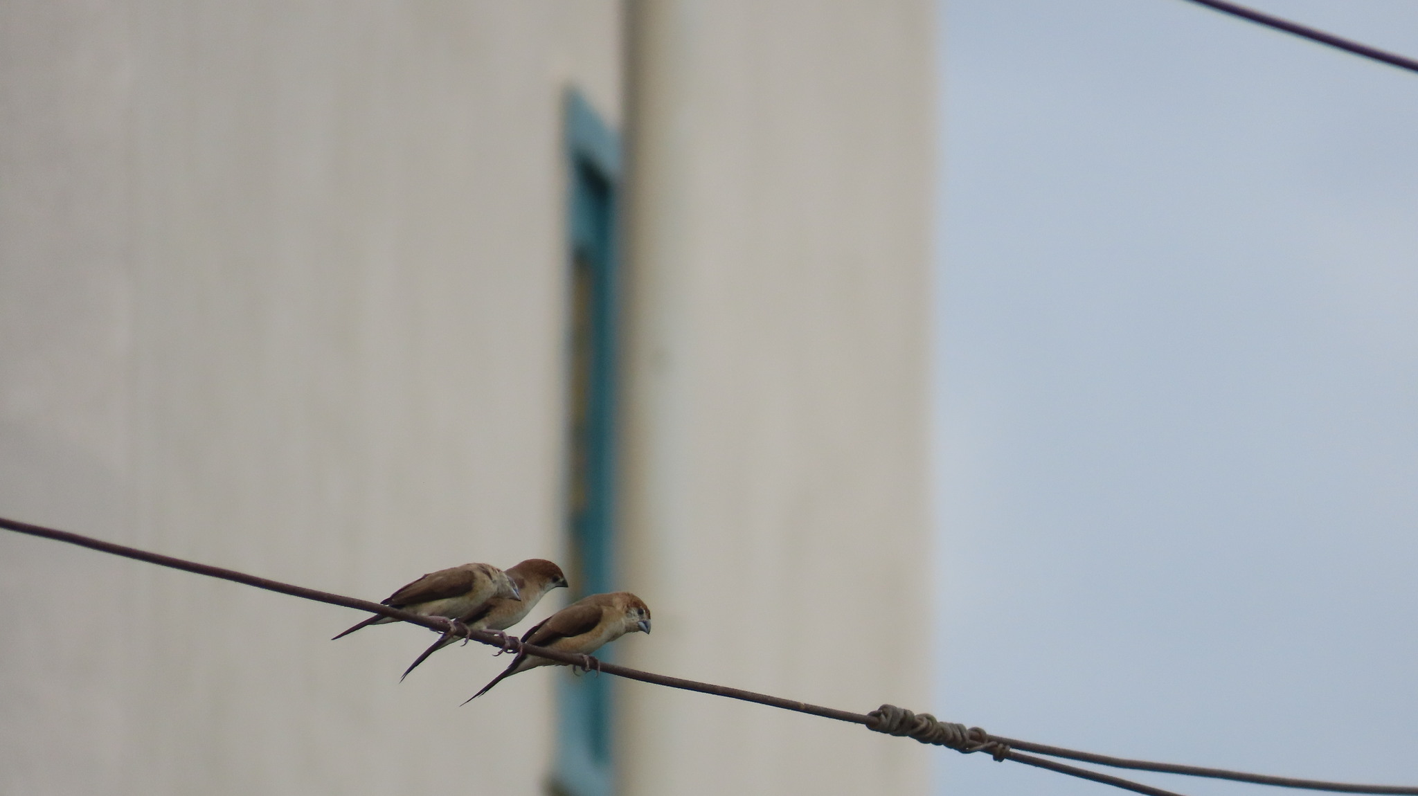 Indian Silverbill illustration