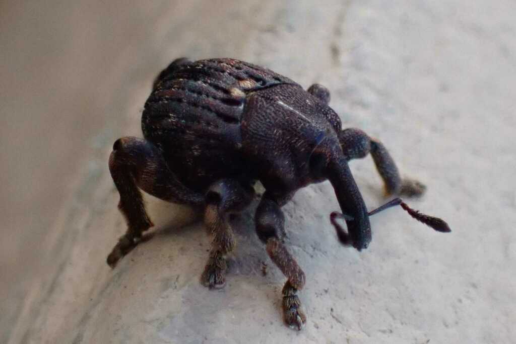 Rollerweevils
