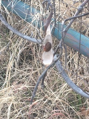 Wisteria frutescens