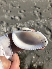 Anadara secticostata