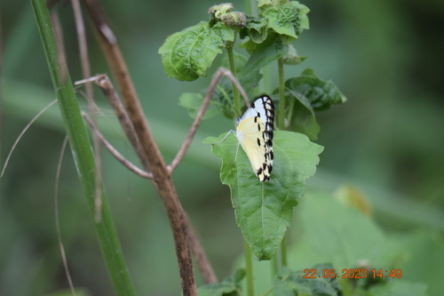 Calypso White