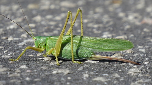 Eastern Green Bush-cricket photo 3