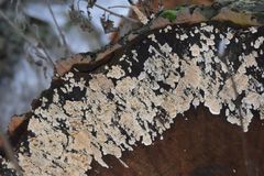 Cylindrobasidium laeve