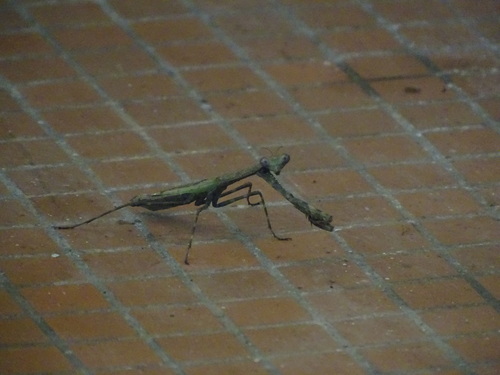 Cataspilota calabarica