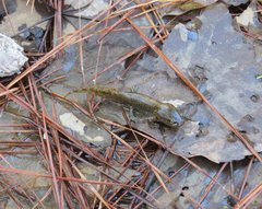 Ambystoma talpoideum