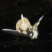 Gastropteridae - Photo (c) jim-anderson, algunos derechos reservados (CC BY-NC), subido por jim-anderson
