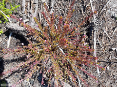 Indigofera filicaulis