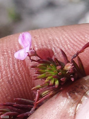 Indigofera filicaulis