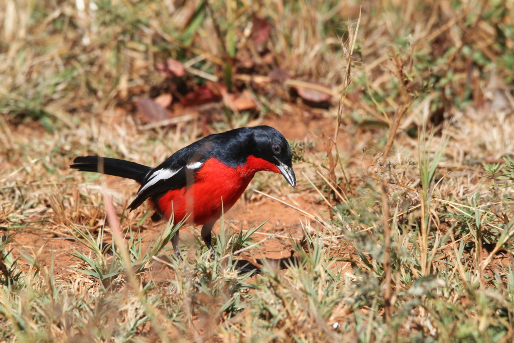 Crimson Breasted Gonolek From Rietvallei Jr Pretoria South Africa On June