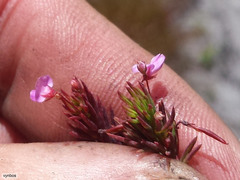 Indigofera filicaulis