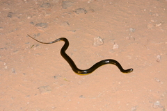 Helicops infrataeniatus