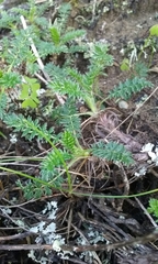 Acaena pinnatifida californica