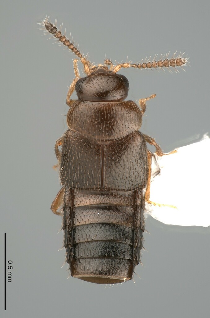 Agaricomorpha