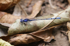 Argia elongata