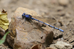 Argia elongata
